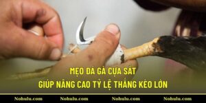 Mẹo đá gà cựa sắt