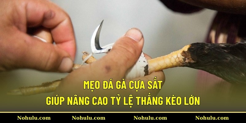 Mẹo đá gà cựa sắt