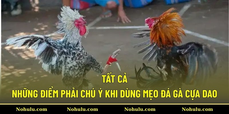 Tất cả những điểm phải chú ý khi dùng mẹo đá gà cựa dao