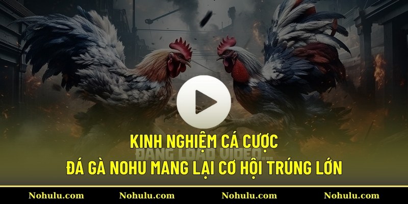 Kinh nghiệm cá cược đá gà Nohu mang lại cơ hội trúng lớn