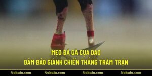 Mẹo Đá Gà Cựa Dao