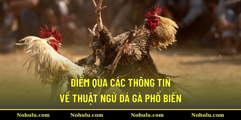 Điểm qua các thông tin về thuật ngữ đá gà phổ biến