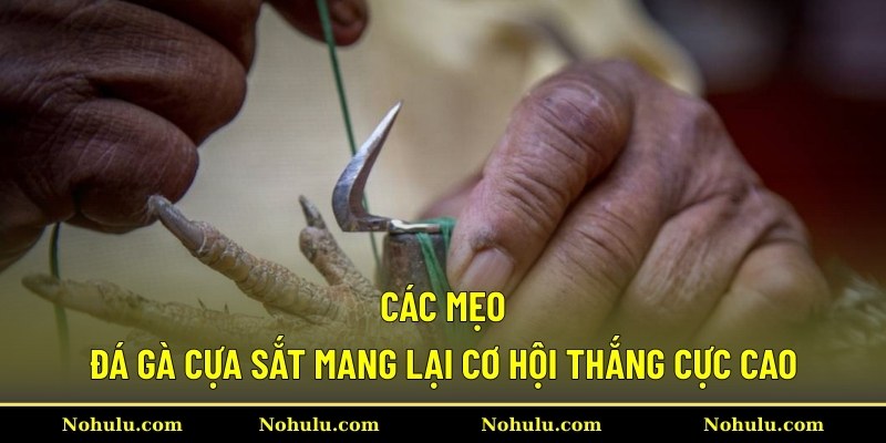 Các mẹo đá gà cựa sắt mang lại cơ hội thắng cực cao