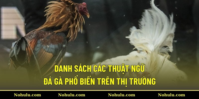 Danh sách các thuật ngữ đá gà phổ biến trên thị trường